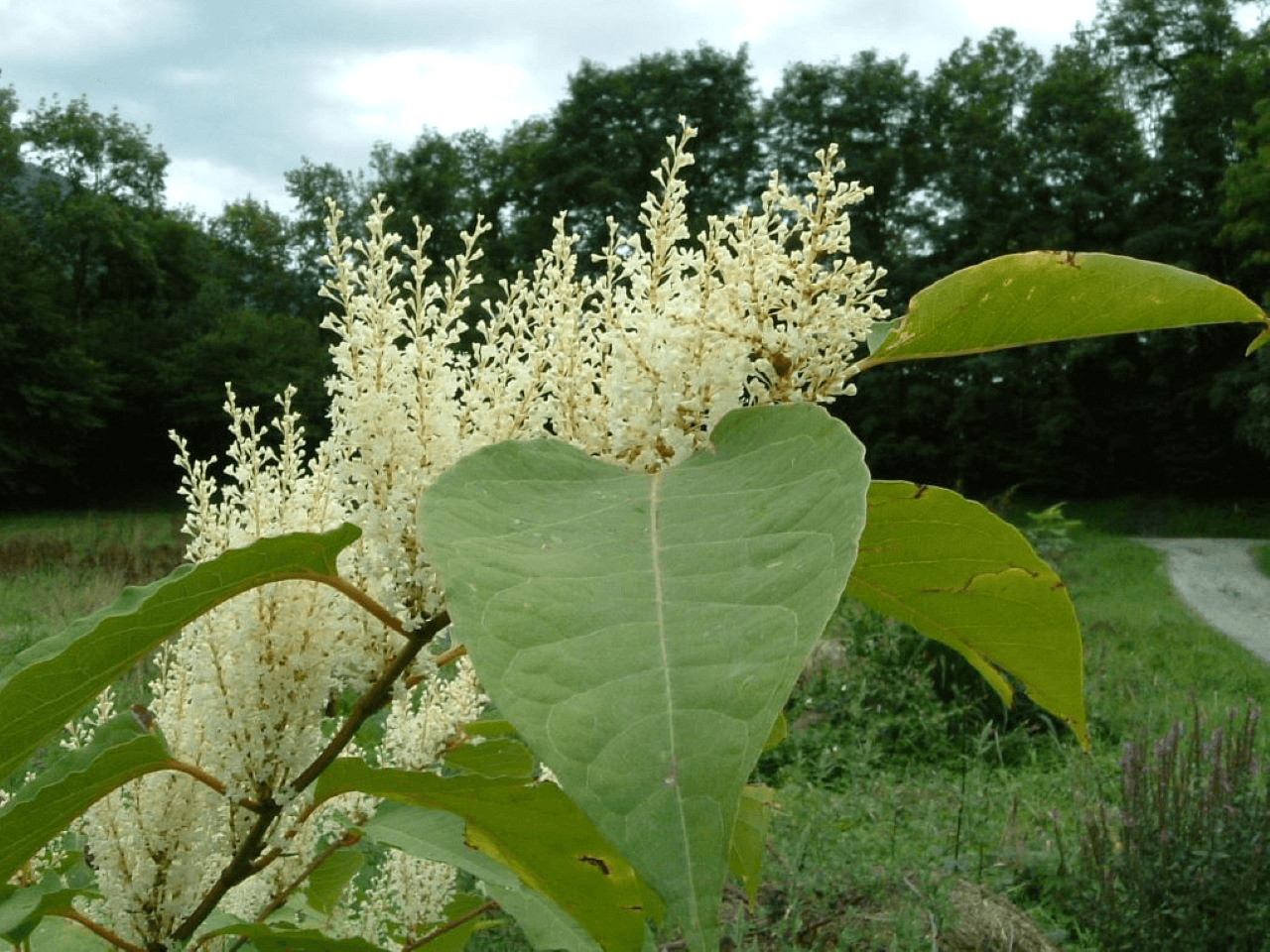 Puisaye-Forterre à l'assaut des plantes envahissantes