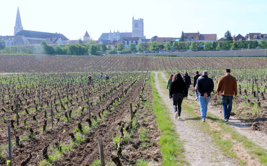 Pôle Emploi et l’ANEFA sont sur le pont : la viticulture embauche à tour de bras mais peine à en trouver !