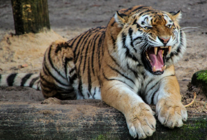 « Pour s’acquitter de ses dettes, on emprunte à tout va et on s’endette de nouveau ! A ce petit jeu-là de l’absurde, la Chine tient en laisse toutes les économies occidentales en attendant qu’elles fassent faillite. Le tigre est prêt à dévorer les pigeons ! ».