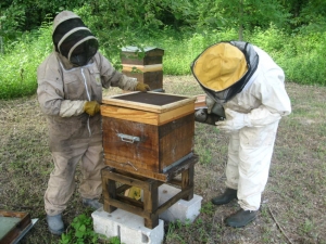  « Plusieurs colonies d’abeilles ont investi les quatre ruches installées au cœur du poumon vert de Sens. La direction du Moulin à Tan procède désormais à la vente de pots de miel, afin de valoriser le travail du Syndicat départemental d’apiculture de l’Yonne… ».