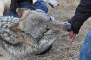 « Une fois n’est pas coutume le concernant, le loup était à la fête ce week-end à la Pyramide de Puisaye à Toucy pour trois journées exceptionnelles consacrées à la découverte de l’animal. En présence d’experts naturalistes et d’artistes… ».
